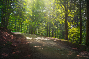 Road in tree misty forest or beechwood. Foreste Casentinesi national park, Tuscany, Italy