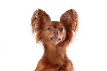 Close up portrait of unhappy russian long haired toy terrier of red color breed dog on white background. Copy space