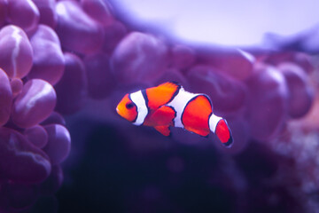 Clown fish (Amphiprion ocellaris ) swimming underwater near sea anemones on tropical coral reef in deep blue ocean sea.