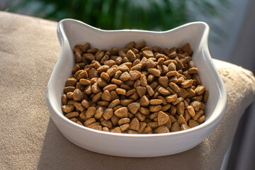 dry cats pet food in white bowl 