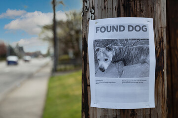 A poster tacked to a telephone pole for a dog found in the neighborhood