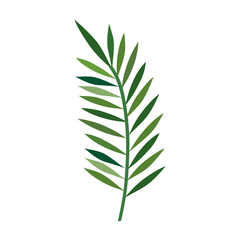 Obraz premium green palm leave