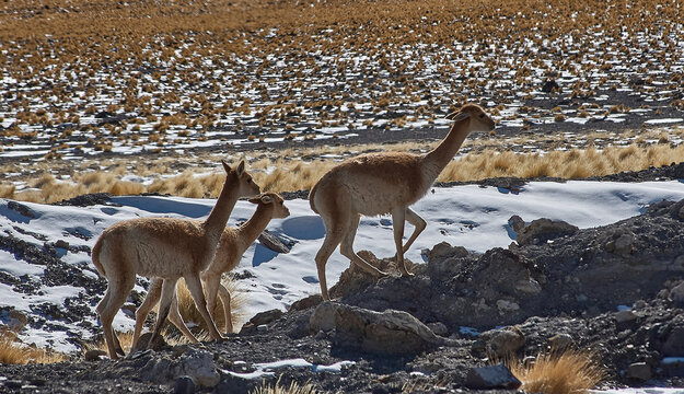 Vicu&ntilde;as salvajes