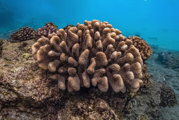 Naklejka na ściany i meble A healthy hawaiin reef in the ocean must be protected and kept safe to thrive and help with the ecosystem and planet.