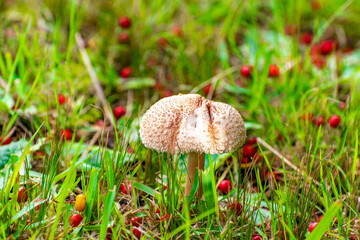 hongo en el césped. Canelones, Uruguay