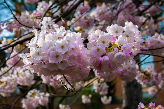 chery blossom branch close up background photo