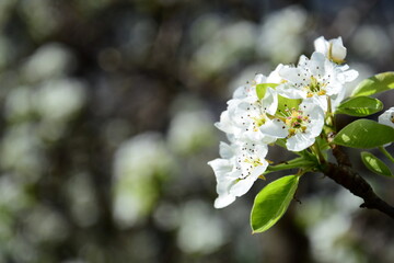 Weiße Blüten eines Birnenbaumes vor unscharfen Hintergrund, Banner, isoliert, Textfreiraum, Frühlingsblüten