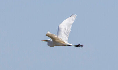 Egret in Flight