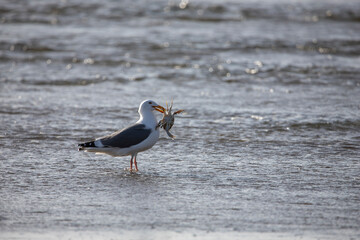 Seagull with Freshly Caught Crab Lunch