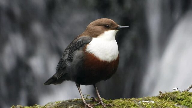 Wasseramsel (Cinclus cinclus)