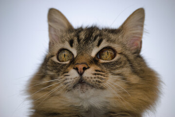 Gato pardo concentrado a observar o espaço à sua volta