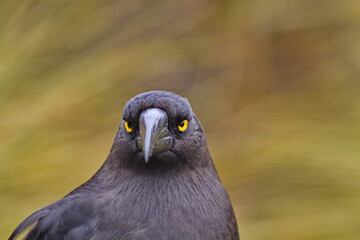 Currawong glare in portrait at Dove Lake in Tasmania, Australia