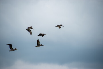 A flock of pelicans flying over the Charleston Harbor