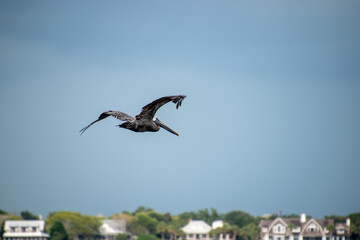 A single pelican flying in the Charleston harbor with Sullivan's Island in the background