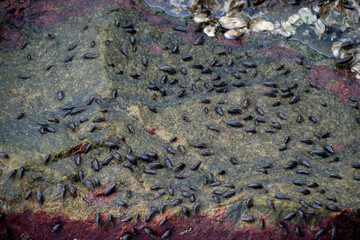 Ligia oceanica, the sea slater or sea roach, is a littoral woodlouse, living on rocky seashores of the European North Sea and Atlantic coastlines.