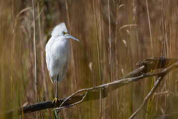 White Egret
