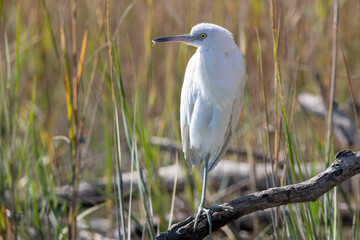 White Egret