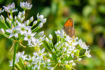 Beautiful butterfly Coenonympha pamphilus sits on a white flower on a green blurred background, close up macro