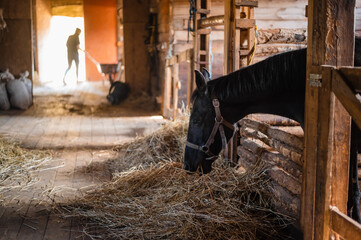 In the morning at the farm, the groom feeds the horses with hay, they are in their stalls