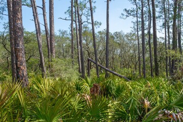 Obraz premium Pine trees and Palmettos along Pine Beach Trail in Bon Secour National Wildlife Refuge in Gulf Shores, Alabama, USA