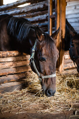 Close-up portrait of a young horse in a wooden stall