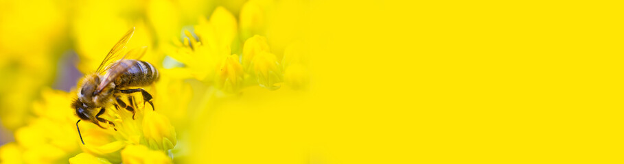 honeybee collects nectar and pollen from yellow flowers Sedum acre, goldmoss, mossy or biting stonecrop, goldmoss sedum, stonecrop and wallpepper growing in a flowerbed in the garden.