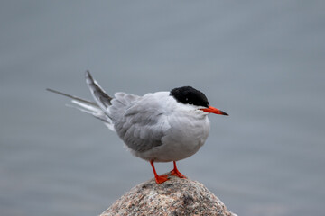 A tern, seabird, stands on a speckled rock with its beak open. The slender grey and white bird has a black head, forked tail, narrow wings, long bill, and relatively short legs.