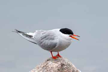 A tern, seabird, stands on a speckled rock with its beak open. The slender grey and white bird has a black head, forked tail, narrow wings, long bill, and relatively short legs.