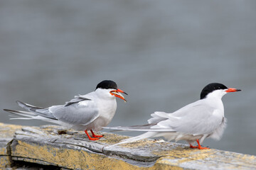 Terns, seabirds, standing on a white plastic buoy in the ocean with its beak open. The slender grey and white bird has a black head, forked tail, narrow wings, long bill, and relatively short legs.