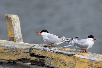 Terns, seabirds, standing on a white plastic buoy in the ocean with its beak open. The slender grey and white bird has a black head, forked tail, narrow wings, long bill, and relatively short legs.