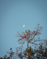 moon and tree