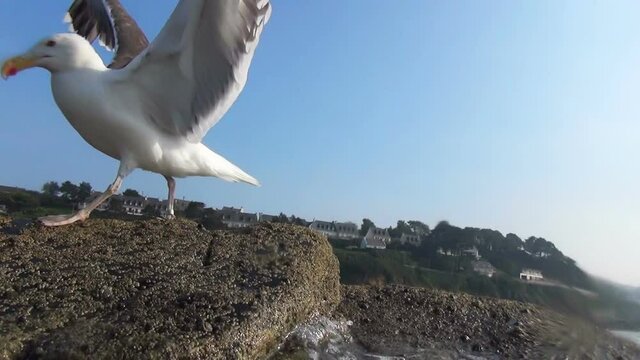 A Great Black-backed Gull in close-up preparing to take-off, then flying over the sea. Ringed bird, blue sky. The largest of the gulls with coastline in background.
