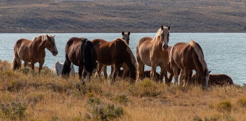 Horses At Soda Lake In Wyoming