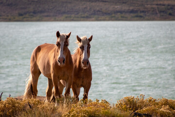 Horses At Soda Lake In Wyoming