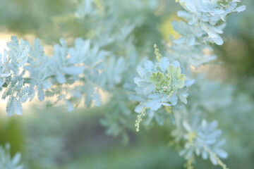 Delicate leaves of acacia wattle tree close up