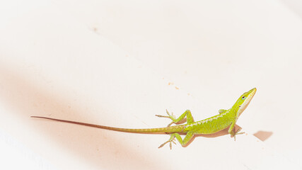 Green anole