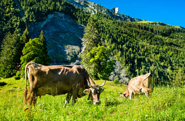 Grazing cows in the Swiss Alps