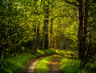 A beautiful scenery of an old road leading through the spingtime forest. Spring landscape of a forest road in woodlands in Northern Europe.