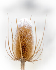 Obraz premium dry thistle flower isolated