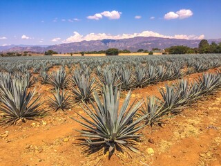 Agave Fields in Tequila, Mexico