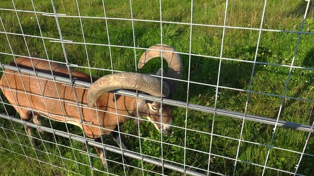 European mouflon. Horn stuck in the lattice. 4K.