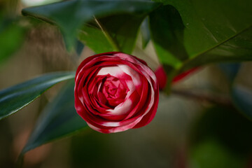 Camelia bud red and white variegated 