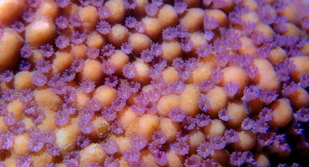 Ultra macro polyps scene from Montipora short polyp stony coral © Kolevski.V