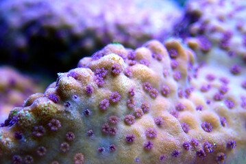 Ultra macro polyps scene from Montipora short polyp stony coral - obrazy, fototapety, plakaty