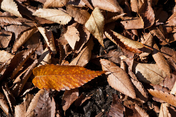 吹きだまりに集まった落ち葉	