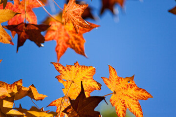 紅葉したモミジバフウ	