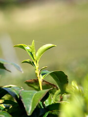 Kyoto,Japan-March 31, 2021: Sprout of Tea in spring at Waduka, Kyoto
