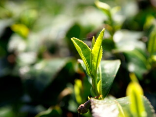 Kyoto,Japan-March 31, 2021: Sprout of Tea in spring at Waduka, Kyoto
