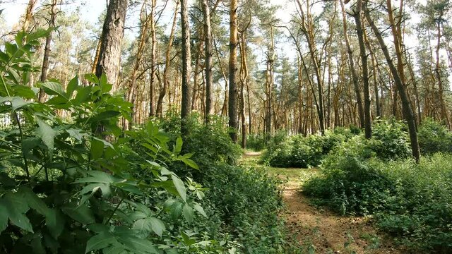Beautiful needles forest in the wide angle of view with cloudy sky and the sun shine. Green bush and leaves swaying in the wind.
