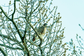 Hawk in The Park